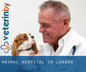 Animal Hospital in London