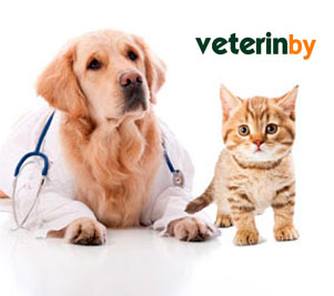 Vet Clinic in Dundee City