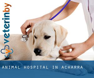 Animal Hospital in Acharra