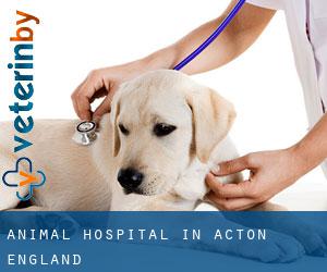 Animal Hospital in Acton (England)