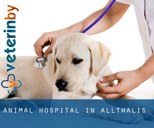 Animal Hospital in Alltwalis