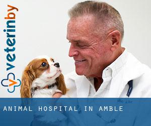 Animal Hospital in Amble