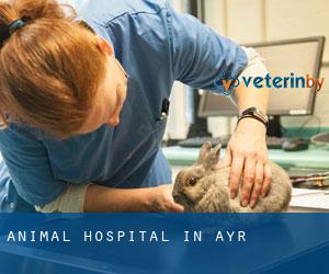Animal Hospital in Ayr