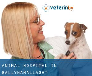 Animal Hospital in Ballynamallaght