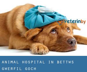 Animal Hospital in Bettws Gwerfil Goch