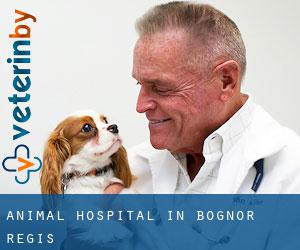Animal Hospital in Bognor Regis
