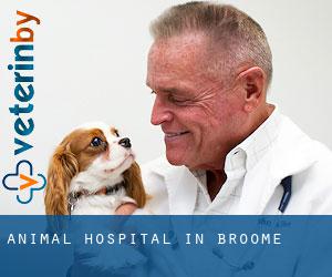 Animal Hospital in Broome