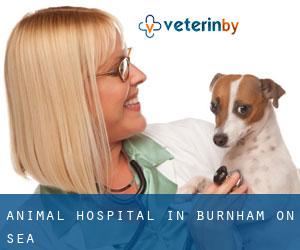 Animal Hospital in Burnham-on-Sea Animal Hospital in Burnham-on-Sea