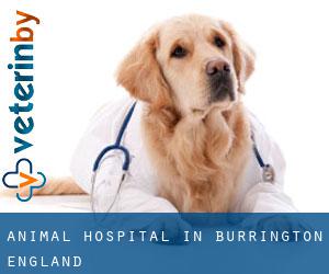 Animal Hospital in Burrington (England)