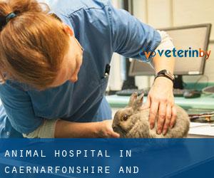 Animal Hospital in Caernarfonshire and Merionethshire by main city - page 2