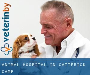 Animal Hospital in Catterick Camp