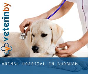 Animal Hospital in Chobham
