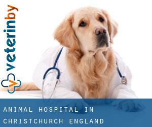 Animal Hospital in Christchurch (England) Animal Hospital in Christchurch (England)