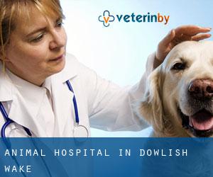 Animal Hospital in Dowlish Wake