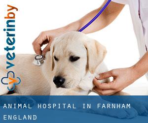 Animal Hospital in Farnham (England)