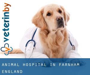 Animal Hospital in Farnham (England)