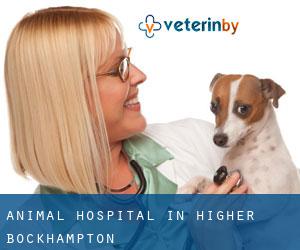 Animal Hospital in Higher Bockhampton