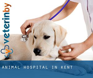 Animal Hospital in Kent Animal Hospital in Kent