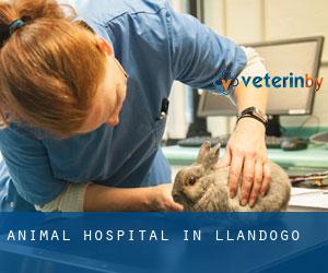 Animal Hospital in Llandogo