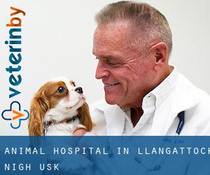 Animal Hospital in Llangattock nigh Usk