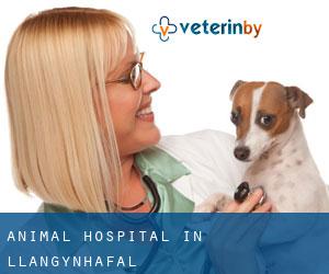 Animal Hospital in Llangynhafal