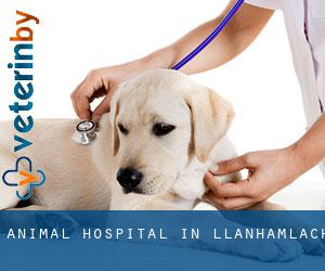 Animal Hospital in Llanhamlach