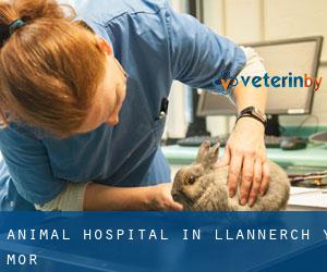 Animal Hospital in Llannerch-y-môr