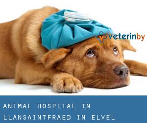 Animal Hospital in Llansaintfraed in Elvel