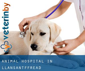 Animal Hospital in Llansantffread