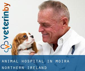 Animal Hospital in Moira (Northern Ireland)