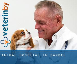 Animal Hospital in Sandal