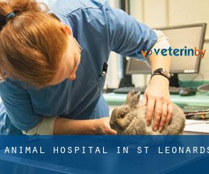 Animal Hospital in St Leonards