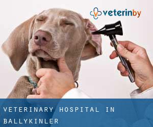 Veterinary Hospital in Ballykinler