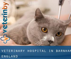 Veterinary Hospital in Barnham (England) Veterinary Hospital in Barnham (England)