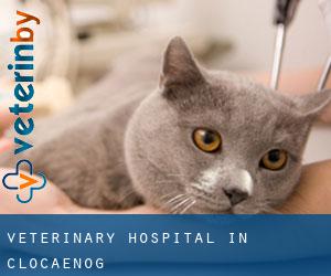 Veterinary Hospital in Clocaenog