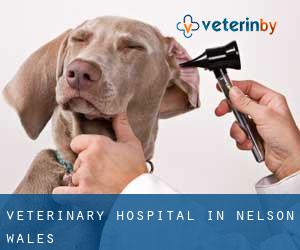 Veterinary Hospital in Nelson (Wales)