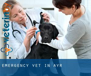 Emergency Vet in Ayr