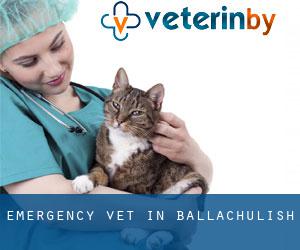Emergency Vet in Ballachulish