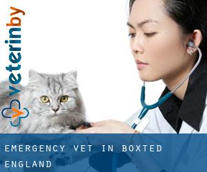 Emergency Vet in Boxted (England)