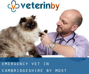Emergency Vet in Cambridgeshire by most populated area - page 5