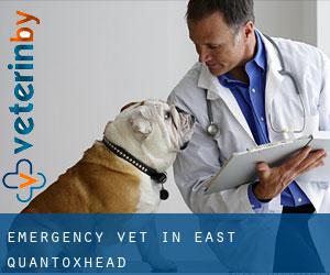 Emergency Vet in East Quantoxhead