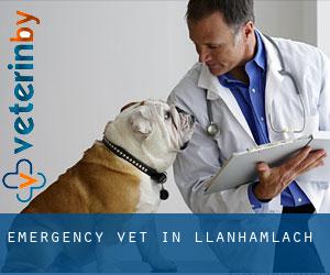 Emergency Vet in Llanhamlach