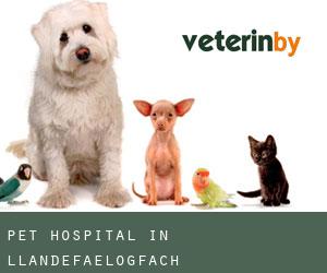 Pet Hospital in Llandefaelogfâch
