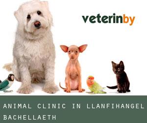 Animal Clinic in Llanfihangel Bachellaeth