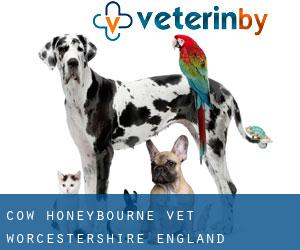 Cow Honeybourne vet (Worcestershire, England)