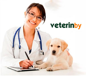 Vet in the United Kingdom